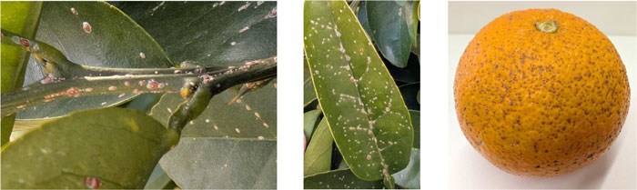 左から、アカマルカイガラムシによる枝の被害、アカマルカイガラムシによる葉の被害、アカマルカイガラムシによる果実の被害（提供：和歌山県農作物病害虫防除所）