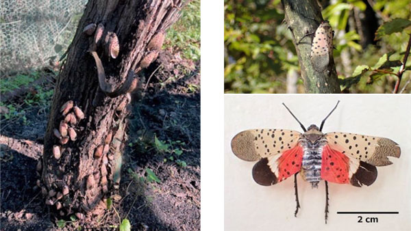 写真1：ブドウに寄生したシタベニハゴロモ成虫（写真提供：ＪＡレーク滋賀）（左）、 写真2：成虫（体長 約2.5センチ）（右上）、 写真3：成虫（開張時 約5センチ）（右下）（写真２・３提供：滋賀県病害虫防除所）