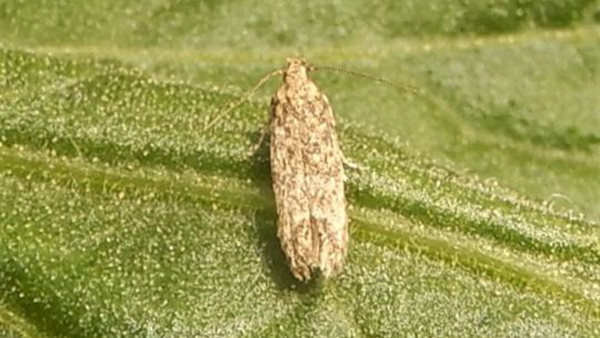 トマトキバガの成虫（提供：大分県農林水産研究指導センター農業研究部）
