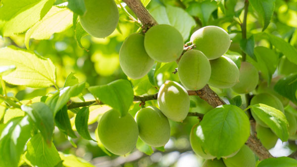 【注意報】果樹カメムシ類　県内で多発のおそれ　愛媛県