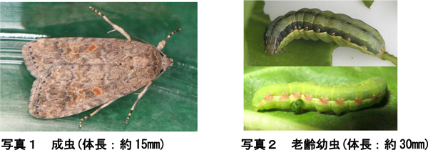 写真1：成虫（体長：約15mm）、写真2：老齢幼虫（体長：約30mm）（提供：北海道立総合研究機構）
