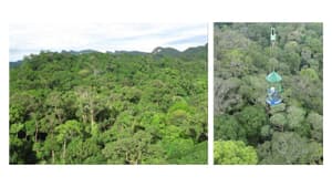 熱帯林の総生産量　リン制限で従来予測より36％減少　陸域の炭素収支モデルの予測精度向上へ