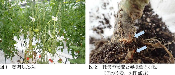 図1：萎凋した株と図2：株元の褐変と赤橙色の小粒（子のう殻、矢印部分）（提供：山口県病害虫防除所）