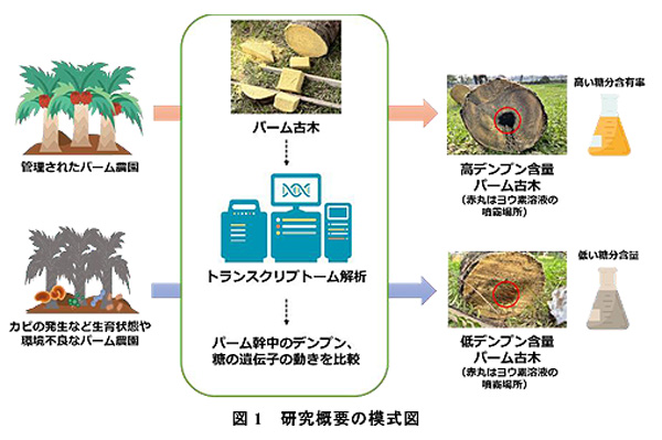 パーム古木　デンプン蓄積メカニズムを解明　持続可能なパーム産業の実現へ　国際農研