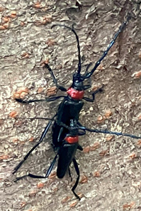 クビアカツヤカミキリの成虫の雌（上）と雄