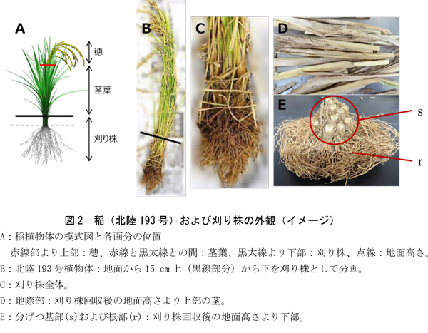 図2 稲(北陸193号)および刈り株の外観(イメージ)