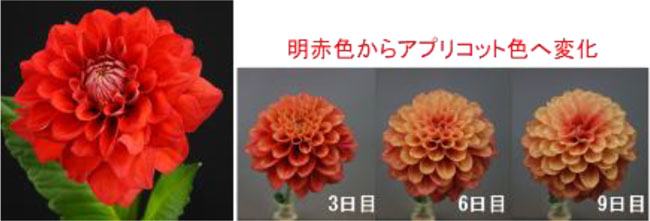 図2「エターニティサンセット」・「エターニティサンセット」の花色の変化