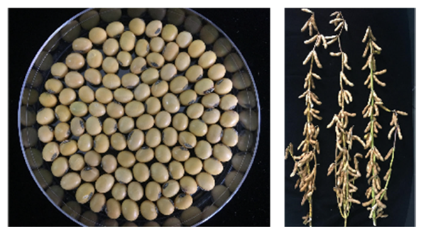 「蘇豆27」の種子（左）と成熟期の個体
