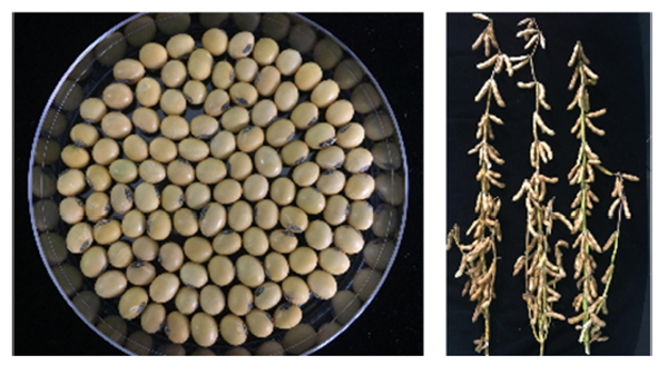 多収で病害に強い耐塩性ダイズ新品種を開発　塩害農地で安定生産へ　国際農研