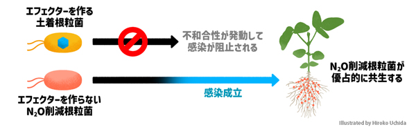 エフェクターの有無による感染の違い