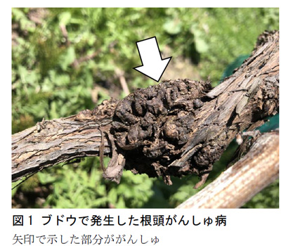 図1：ブドウで発生した根頭がんしゅ病（矢印で示した部分ががんしゅ）