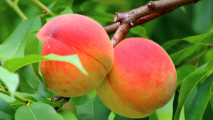 【注意報】桃などに果樹カメムシ類　府内全域で多発のおそれ　大阪府