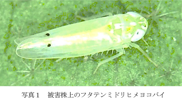 写真1：被害株上のフタテンミドリヒメヨコバイ（提供：福岡県病害虫防除所）