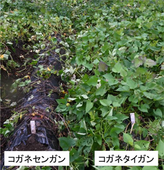 サツマイモ基腐病発生ほ場での「コガネセンガン」と新品種「コガネタイガン」。「コガネセンガン」は枯死しているのに対して、「コガネタイガン」では被害がほぼ見られない