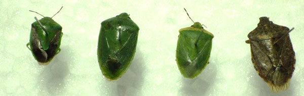 果樹を加害する主要4種類のカメムシ類 （左からチャバネアオカメムシ、ツヤアオカメムシ、アオクサカメムシ、クサギカメムシ）（写真提供：香川県農業試験場病害虫防除所）