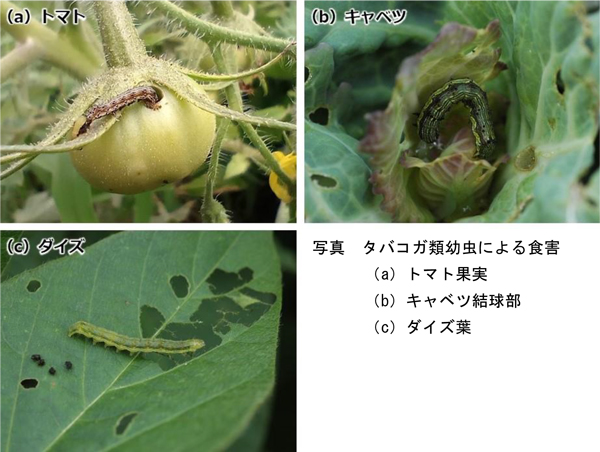 写真：タバコガ類幼虫による食害（a）トマト果実、（b）キャベツ結球部、（c）ダイズ葉（提供：滋賀県病害虫防除所）