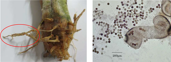 左から、図2：根上に形成された小黒点（子のう核）、図3：子のう核内部の子のう胞子（顕微鏡観察）（提供：福岡県農林業総合試験場）