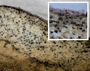 塊茎表皮下の微小菌核（写真提供：岐阜県病害虫防除所）