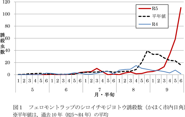 図1：フェロモントラップのシロイチモジヨトウ誘殺数（かほく市内日角）※平年値は、過去10年（H25～R4年）の平均