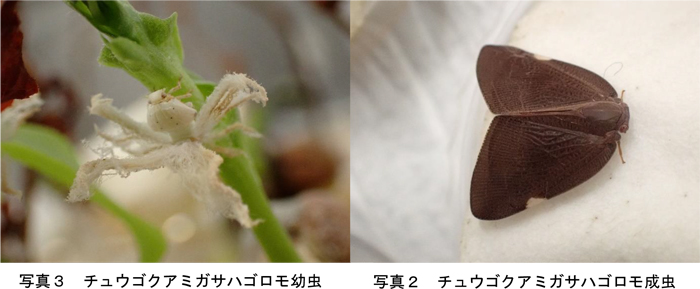 写真2：チュウゴクアミガサハゴロモ成虫と写真3：チュウゴクアミガサハゴロモ幼虫（提供：千葉県農林総合研究センター病害虫防除課）