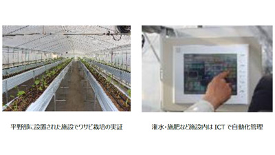 ICTを活用　静岡県平野部で「畑わさびの施設園芸」実証開始　NTT西日本_01s.jpg