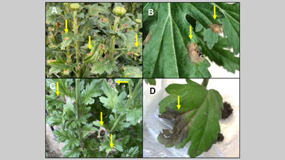 キク小斑点病　キクの葉での病徴は国内初の確認　耕種的防除を　佐賀県