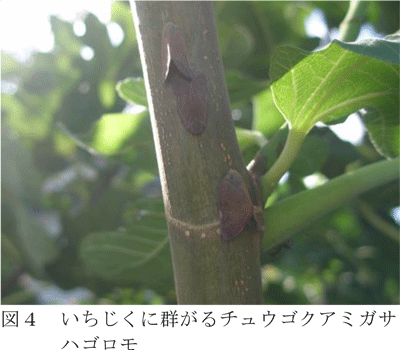 図4：いちじくに群がるチュウゴクアミガサ ハゴロモ（提供：長野県農業試験場）