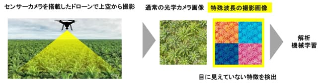 図2．効率的に初期感染樹を発見して管理する「モニタリング技術」のイメージ