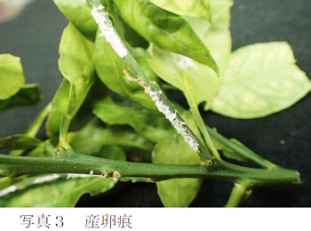 写真3：産卵痕（提供：山口県病害虫防除所）