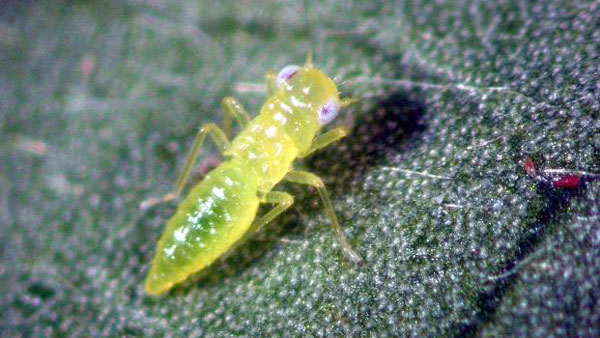 チャノミドリヒメヨコバイ老齢幼虫（体長約2ミリ）（写真提供：熊本病害虫防除所）