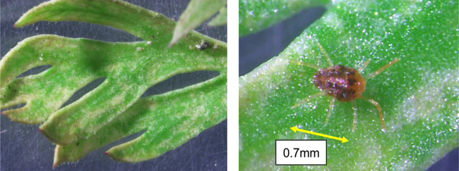 写真3：ホモノハダニによる吸汁痕、写真4：ホモノハダニ雌成虫（背面）（写真提供：兵庫県県病害虫防除所）