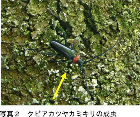 写真2：クビアカツヤカミキリの成虫（提供：千葉県農林総合研究センター病害虫防除課）