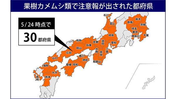 果樹カメムシ類　30都府県で注意報　飛来初期から防除を