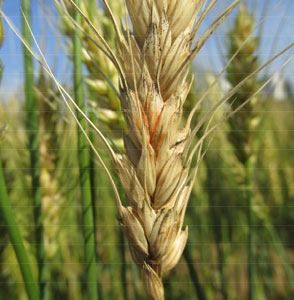 図1：小麦赤かび病（写真提供：大分県農業研究部病害虫対策チーム）