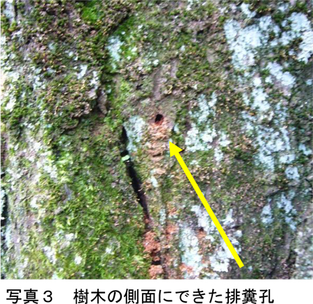 写真3：樹木の側面にできた排糞孔（提供：千葉県農林総合研究センター病害虫防除課）