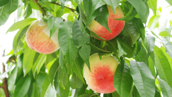 【注意報】うめ、ももなどに果樹カメムシ類　県下全域で発生　愛媛県