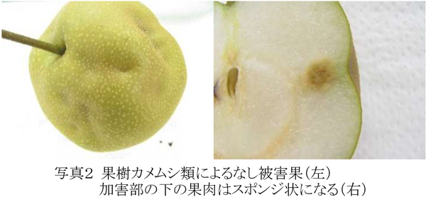 写真2：果樹カメムシ類によるなし被害果（左）加害部の下の果肉はスポンジ状になる（右）（提供：宮城県病害虫防除所）