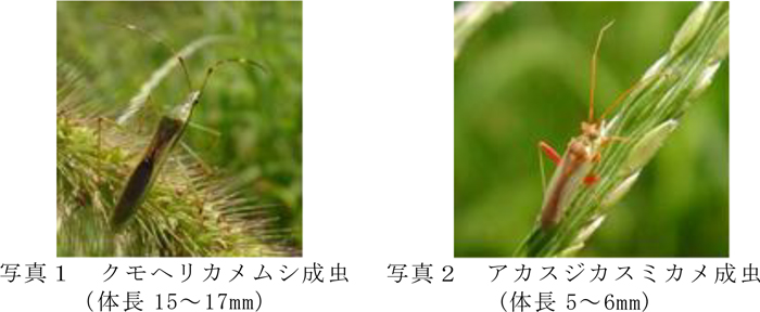 写真1：クモヘリカメムシ成虫（体長15～17mm）と写真2：アカスジカスミカメ成虫（体長5～6mm）（提供：山口県病害虫防除所）