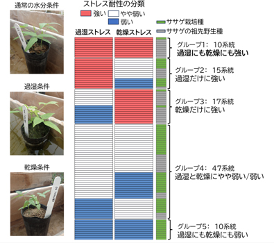 図1：ササゲ遺伝資源99系統における過湿及び乾燥ストレス耐性