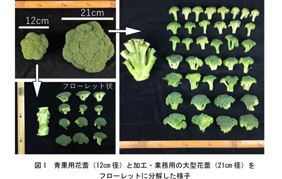 図1:青果用花蕾(12cm径)と加工・業務用の大型花蕾(21cm径)をフローレットに分解した様子
