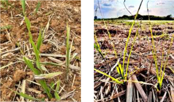 左から、図1：波状の食害痕、図2：多発時の被害（提供：沖縄県病害虫防除技術センター）