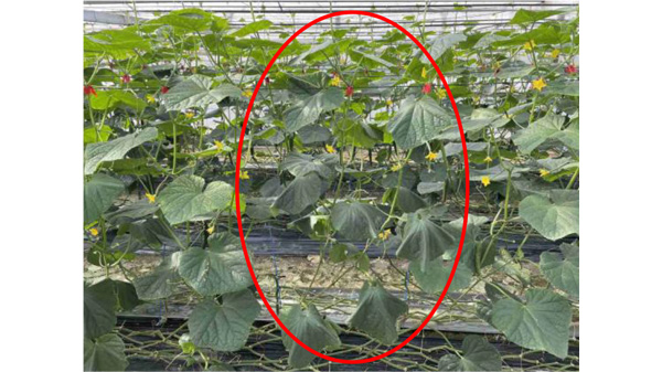 図1：キュウリ黒点根腐病の被害株（提供：高知県病害虫防除所）