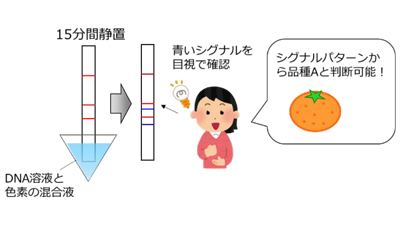 カンキツの品種を迅速かつ簡便に識別可能なDNA検査法　岡山大学など研究グループが確立.jpg