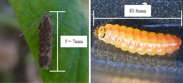 トマトキバガ成虫・幼虫（写真提供：熊本県病害虫防除所）