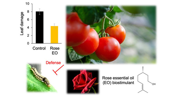 ローズ精油を利用　トマトの害虫防御技術を開発　東京理科大学