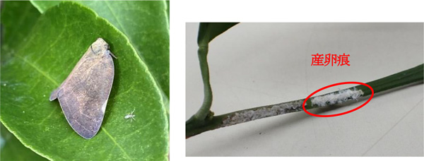 左から、写真1：レモンに寄生する成虫、写真2：ウンシュウミカン枝上の産卵痕（提供：広島県西部農業技術指導所）