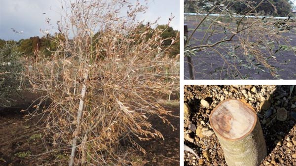 枯死した樹（左）・葉の退色（右上）・幹の褐変（右下）（写真提供：三重県病害虫防除所）