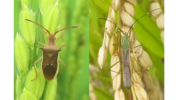 ホソハリカメムシ成虫（左）とクモヘリカメムシ成虫（提供：大分県農林水産研究指導センター農業研究部）