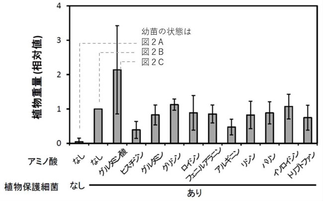 図1：ピシウム 病菌感染土壌におけるキュウリ幼苗の植物重量の比較