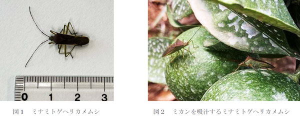 左から、図1：ミナミトゲヘリカメムシ、図2：ミカンを吸汁するミナミトゲヘリカメムシ（提供：徳島県）